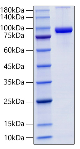 Recombinant Mouse sTfR/CD71 Protein