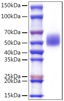 Recombinant Mouse c-Kit/CD117 Protein