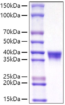 Recombinant Mouse CD38 Protein