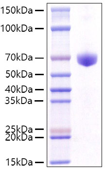 Recombinant Mouse CD8a Protein