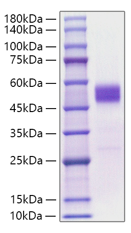 Recombinant Mouse TIGIT Protein