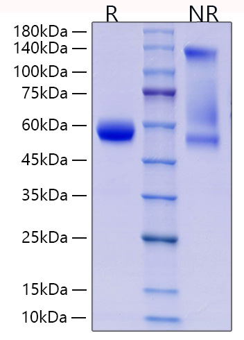 Recombinant Human CD8a Protein