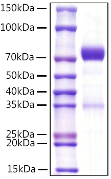 Recombinant Mouse NKp46/NCR1/CD335 Protein