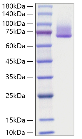 Recombinant Human Syndecan-1/SDC1/CD138 Protein