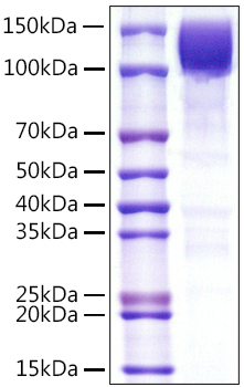 Recombinant Human PTPRC/CD45RA/CD45 Protein