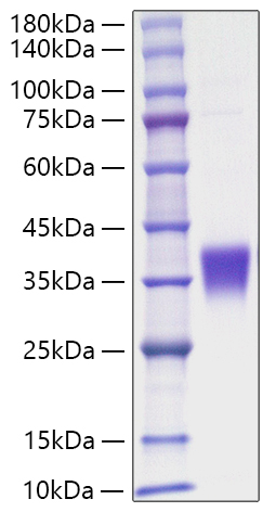 Recombinant Human Erythropoietin/EPO Protein