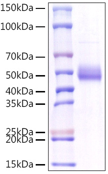 Recombinant Human TNFSF18/GITR Ligand Protein