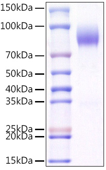 Recombinant Mouse CD200R1 Protein