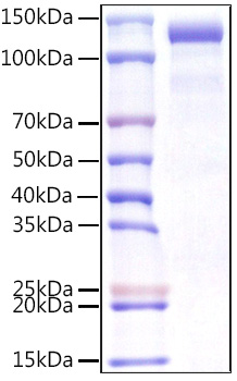 Recombinant Human CDCP1/gp140/CD318 Protein