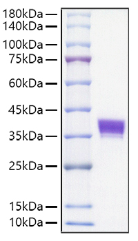 Recombinant Mouse Ep-CAM/TROP-1/CD326 Protein