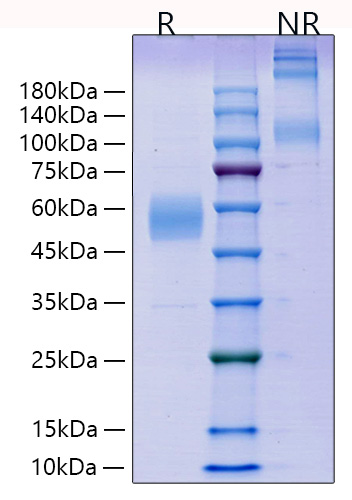 Recombinant Mouse ICOS/CD278 Protein