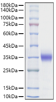 Recombinant Rat Sclerostin/SOST Protein