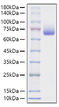 Recombinant Mouse SLAMF2/CD48 Protein