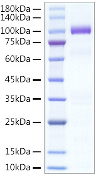 Recombinant Human Hepatocyte growth factor/HGF Protein