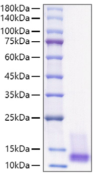 Recombinant Human IGF-I Protein