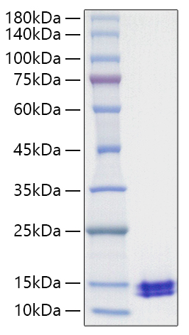 Recombinant Human CCL5/RANTES Protein