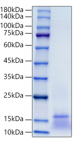 Recombinant Human CCL1/I-309 Protein