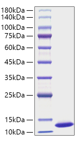 Recombinant Mouse CXCL1/GRO-alpha Protein