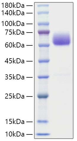 Recombinant Mouse BTLA/CD272 Protein