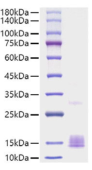 Recombinant Mouse CCL2/MCP-1 Protein