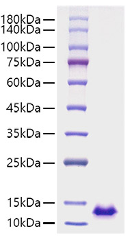 Recombinant Human CXCL12/SDF-1 Protein