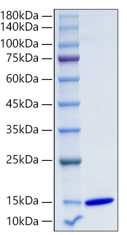 Recombinant Human CXCL10/IP-10 Protein