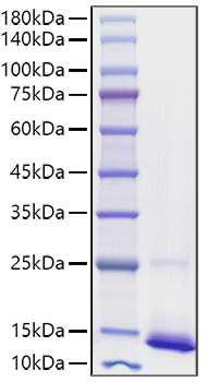 Recombinant human CD9 Protein