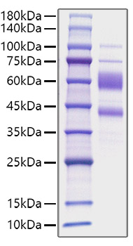 Recombinant Human IL-9 Protein