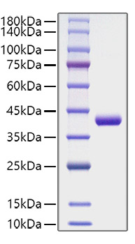 Recombinant Human CCL4/MIP-1β Protein