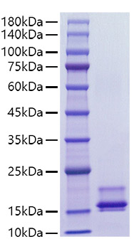 Recombinant Human CCL2/MCP-1 Protein