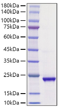 Recombinant Human IHH Protein