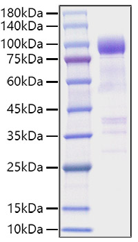 Recombinant Mouse IL1RL1/ST2 Protein