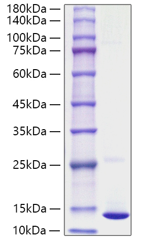 Recombinant Human S100-A10 Protein