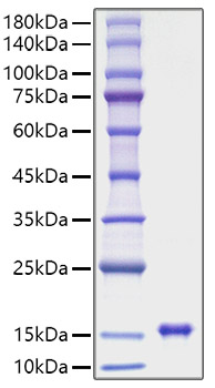 Recombinant Rat Leptin/LEP Protein