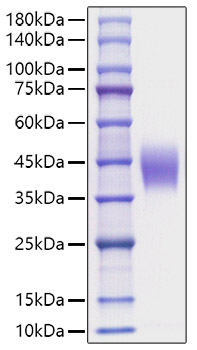 Recombinant Mouse IL-4R alpha/CD124 Protein