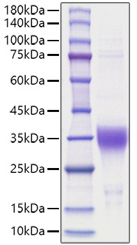 Recombinant Human Erythropoietin/EPO Protein