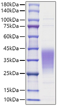 Recombinant Human Leukemia inhibitory factor/LIF Protein