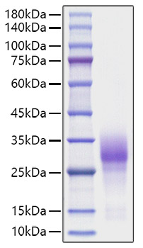 Recombinant Human TNFRSF9/4-1BB/CD137 Protein