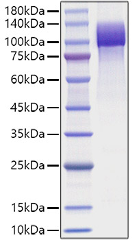 Recombinant HumanAmyloid-beta precursor protein/APP (1-687) Protein