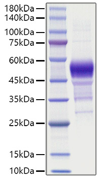 Recombinant Human Betacellulin/BTC Protein