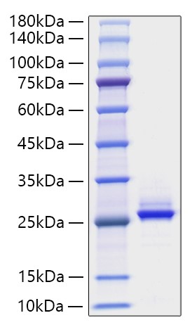 Recombinant Human FGF-9 Protein