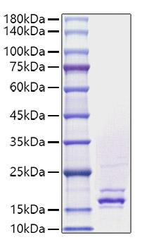 Recombinant Human FGF-4 Protein