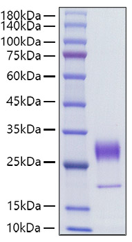 Recombinant Human FGF-7/HBGF-7/KGF Protein