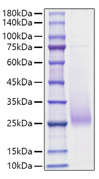 Recombinant Human TNFSF7/CD27 Ligand/CD70 Protein