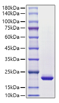 Recombinant Human CSF-3/G-CSF Protein