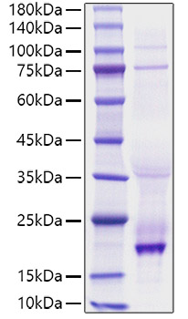 Recombinant Human TNFSF13B/BAFF/CD257 Protein