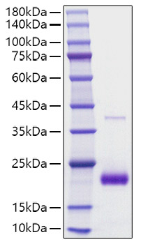 Recombinant human SECTM1 Protein