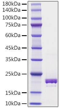 Recombinant Human TNFSF5/CD40 ligand/CD154 Protein