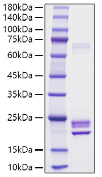 Recombinant Rat IL-1 alpha Protein