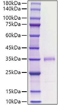 Recombinant human FGF-23 Protein